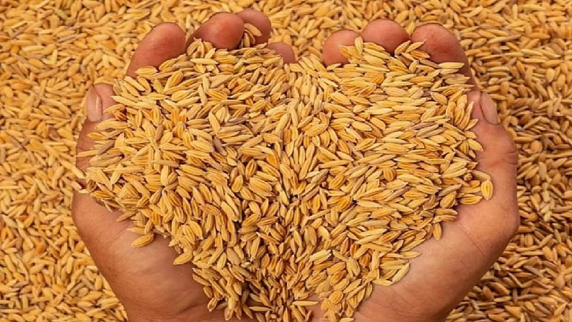 धान खरीद के लिए 4000 क्रय केंद्र स्थापित, पश्चिमी यूपी में मंगलवार से होगी खरीद 