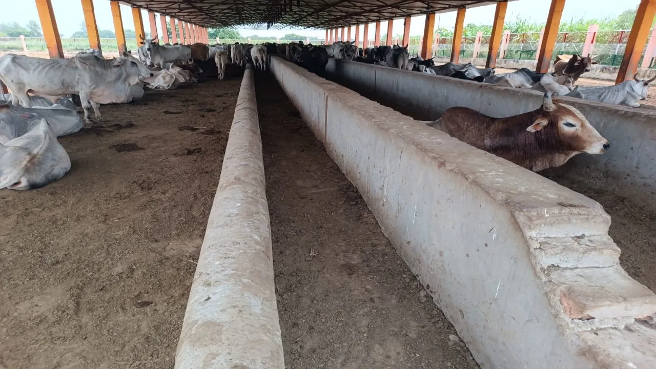 लखनऊ : ‘पंचगव्य’ से तैयार होगा विशाल ऑर्गेनिक बाजार