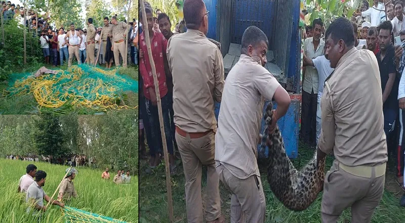 रामपुर : गीदड़ के लिए लगाए फंदे में फंसा तेंदुआ, ग्रामीण पर किया हमला...वन विभाग की टीम ने कांबिंग कर पकड़ा   