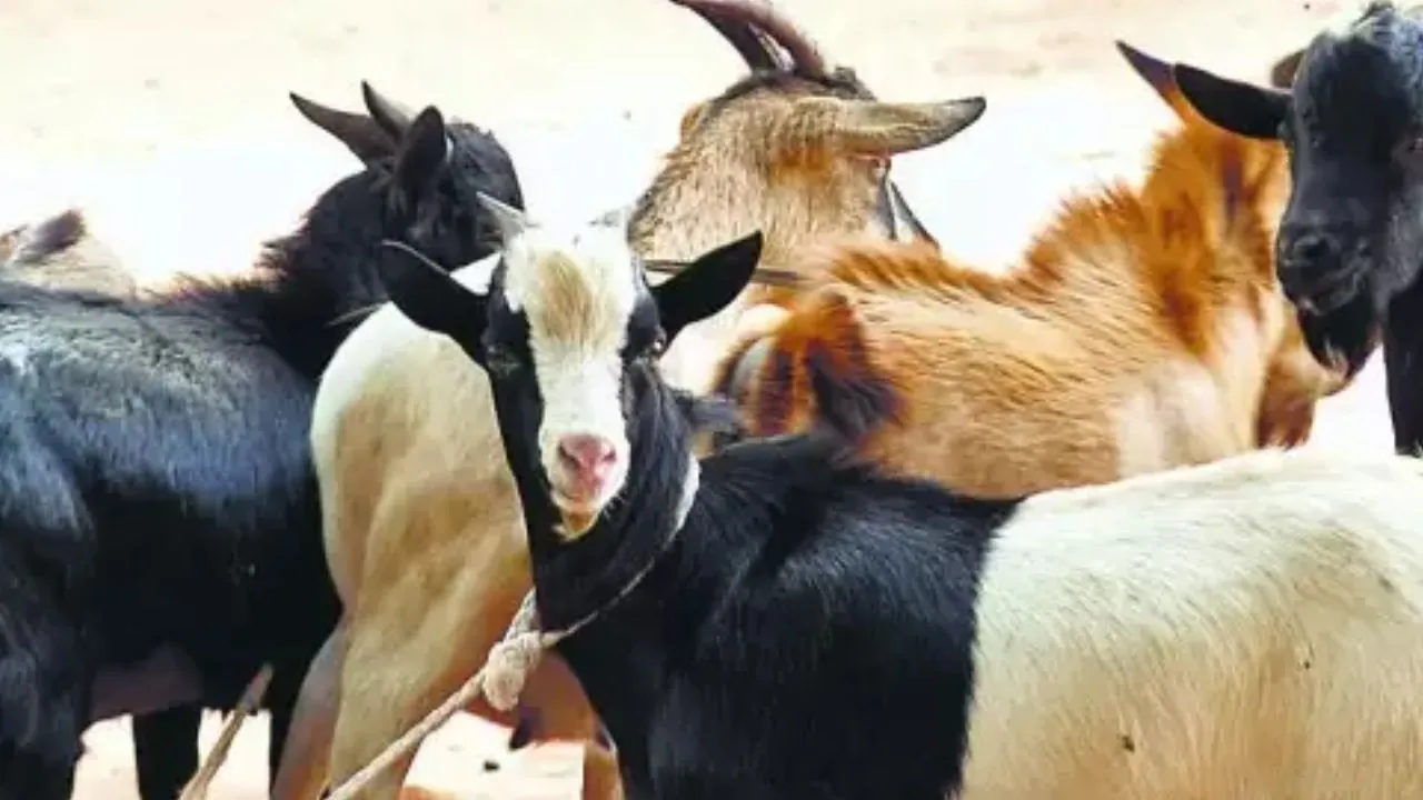 कार से आते और बकरा लेकर हो जाते फरार...UP से MP तक कर चुके वारदात, एक दो नहीं 50 घटनाओं को अंजाम देने की कबूली बात