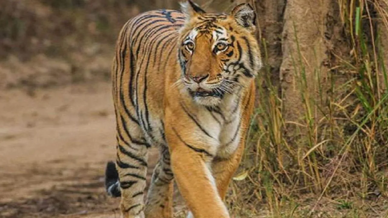 पीलीभीत: अब बिलहरी पहुंचा बाघ, जंगली सुअर को निवाला बनाया...वनकर्मियों ने बढ़ाई निगरानी