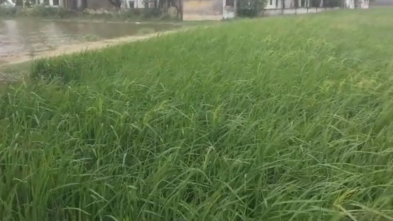 सावन 2024 - 2024-09-13T175049.303