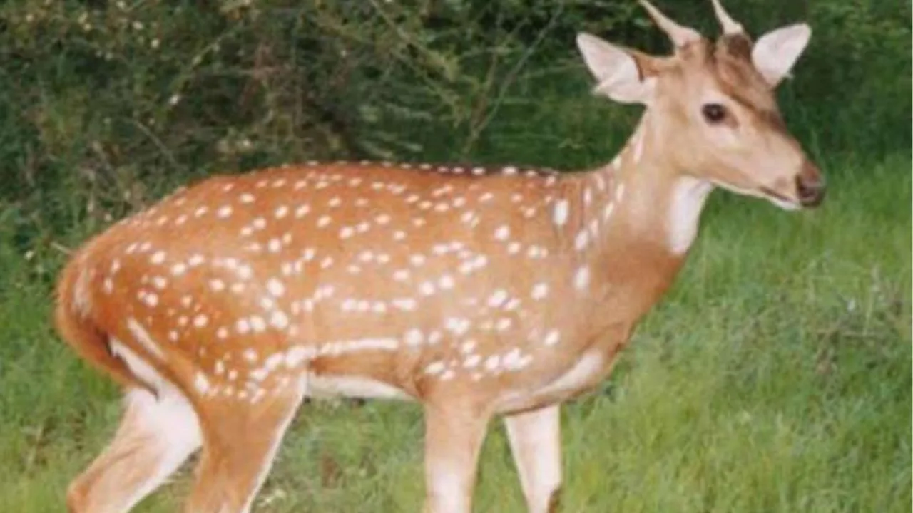 बदायूं: वन दरोगा पर हिरण को मारकर खाने व अवशेष जमीन में दबाने का आरोप, जांच में जुटी पुलिस