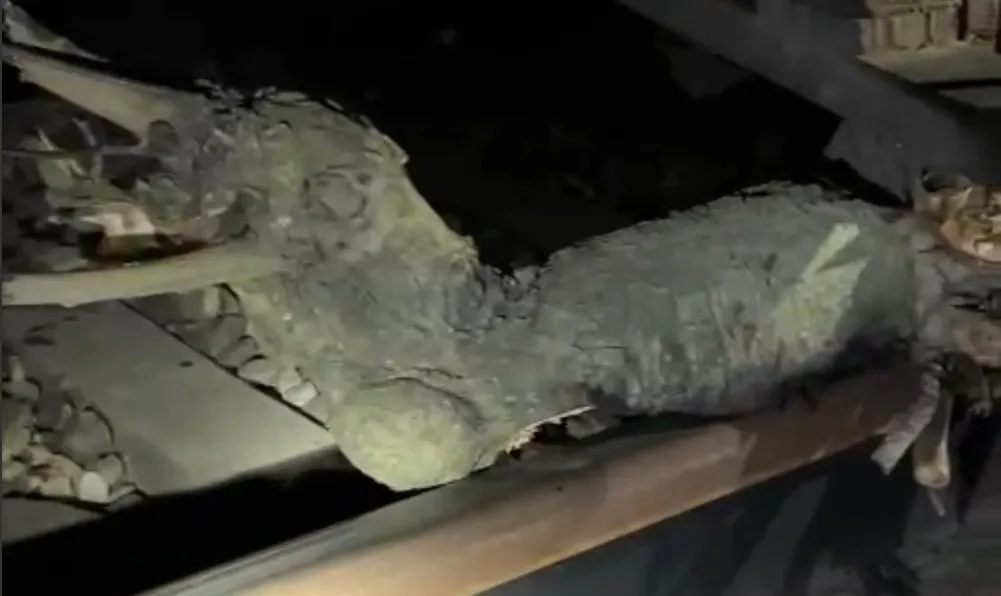 त्यौहार से पहले ट्रेन को पलटाने की बड़ी साजिश, अराजकतत्वों ने ट्रैक पर रखा लकड़ी का गुटखा...टला बड़ा हादसा 