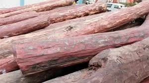 जसपुर: आरा मशीन पर छापा: वन विभाग ने साल के 40 गिल्टे जब्त किए