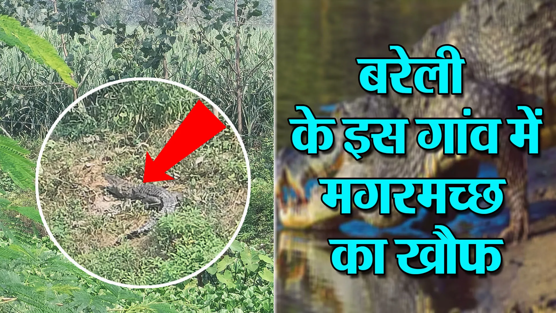 बरेली:सियार के बाद मगरमच्छ का खौफ, इस गांव में एक साथ दिखे दो मगर