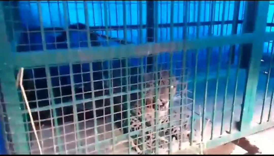 बहराइच में दूसरा तेंदुआ पिंजड़े में कैद, कई दिनों से कर रहा था हमला 