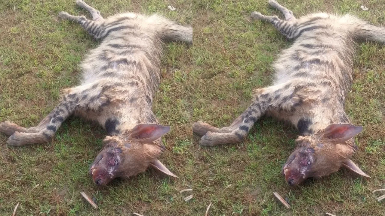 WhatsApp Image 2024-10-18 at 12.20.33 PM