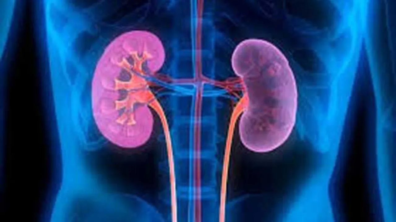 गुर्दा प्रत्यारोपण :  सुअर के गुर्दे से मनुष्य का जीवन बचाने की तैयारी, शोध जारी 