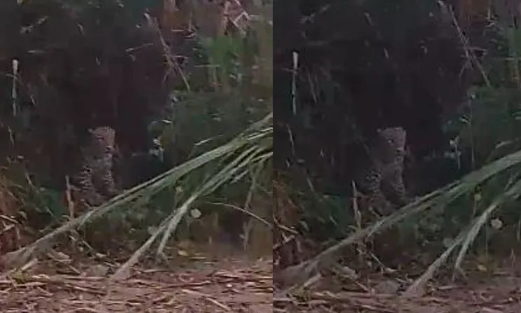 लखीमपुर खीरी: किसानों के बीच पहुंचा तेंदुआ, गन्ने के खेत में देखकर मची भगदड़