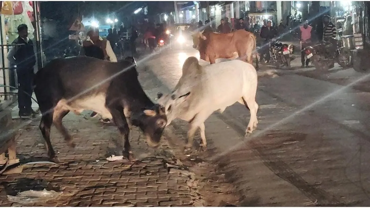 अयोध्या: जाना बाजार चौराहे पर भिड़े दो सांड, दो बाइक हुई क्षतिग्रस्त, बाल-बाल बचे लोग 