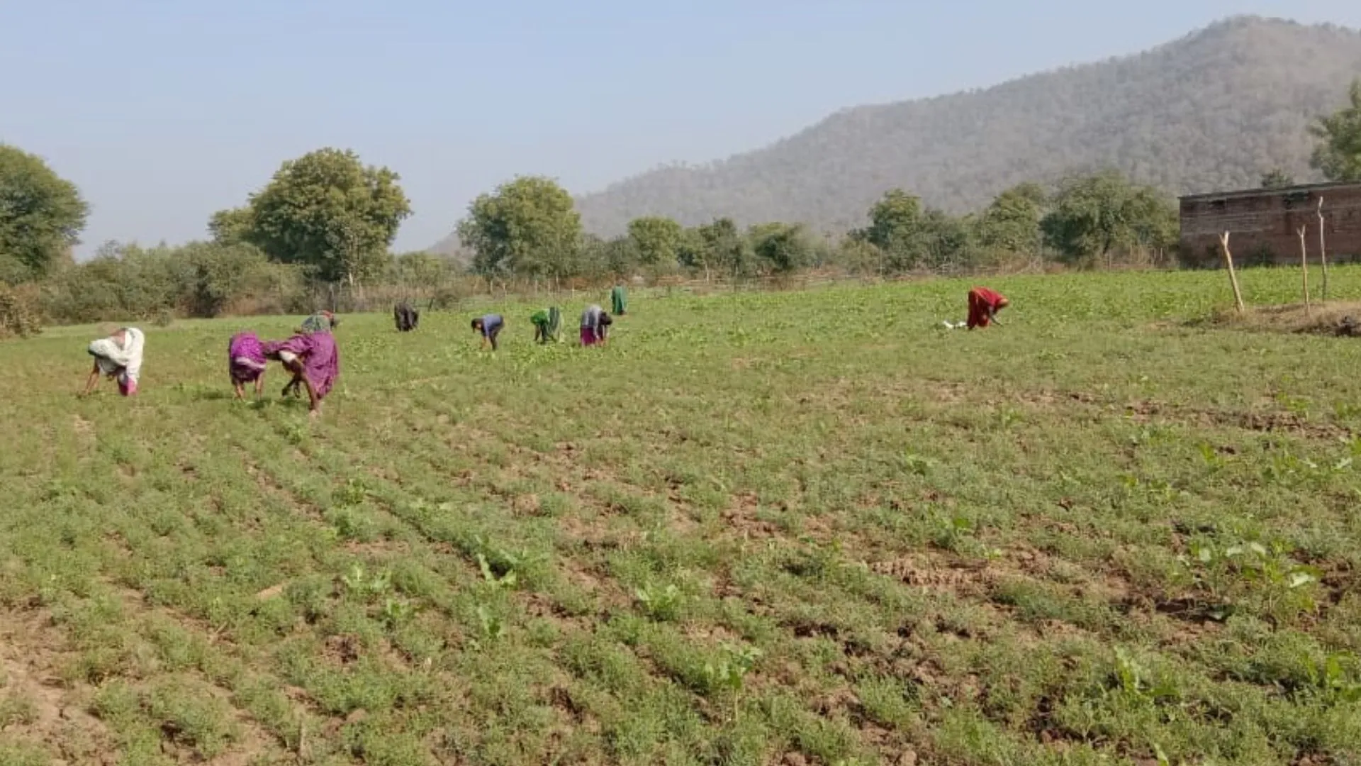  खेत में चने का साग तोड़ने गईं चार नाबालिग लड़कियां संदिग्ध परिस्थितियों में लापता, पांच टीमें गठित