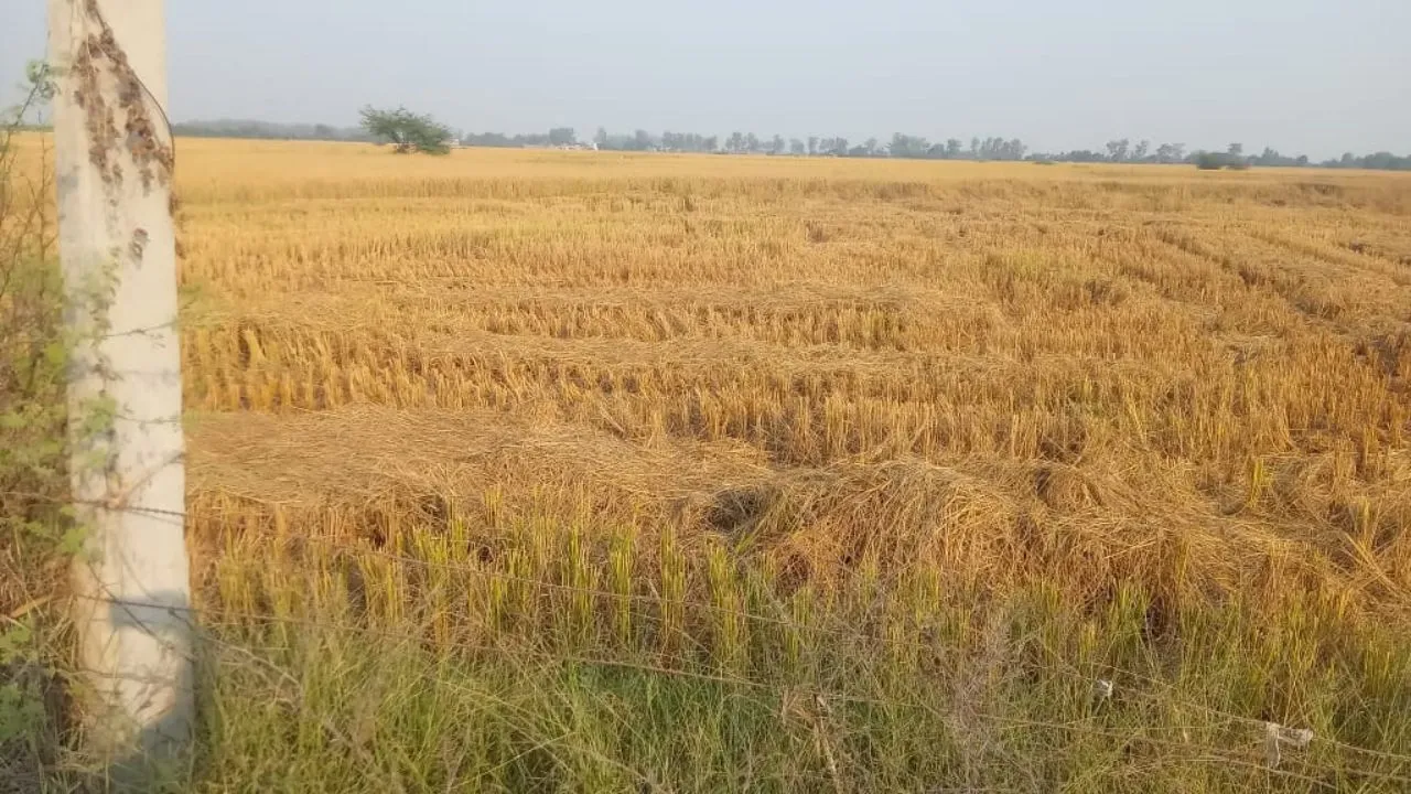 उन्नाव में बिना स्ट्रा मैनेजमेंट सिस्टम के खेतों में धड़धड़ा रहीं कंबाइन मशीनें, जिम्मेदार अनजान  