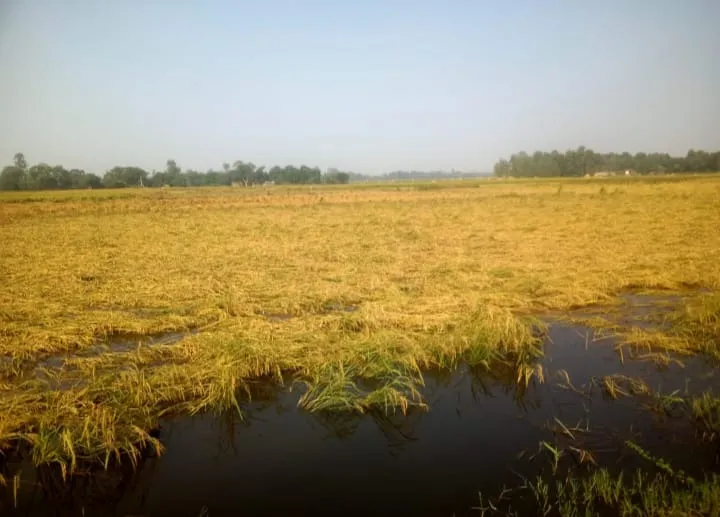 बहराइच न्यूज : बारिश से बर्बाद हो गई धान की फसल, किसानों को भारी नुकसान