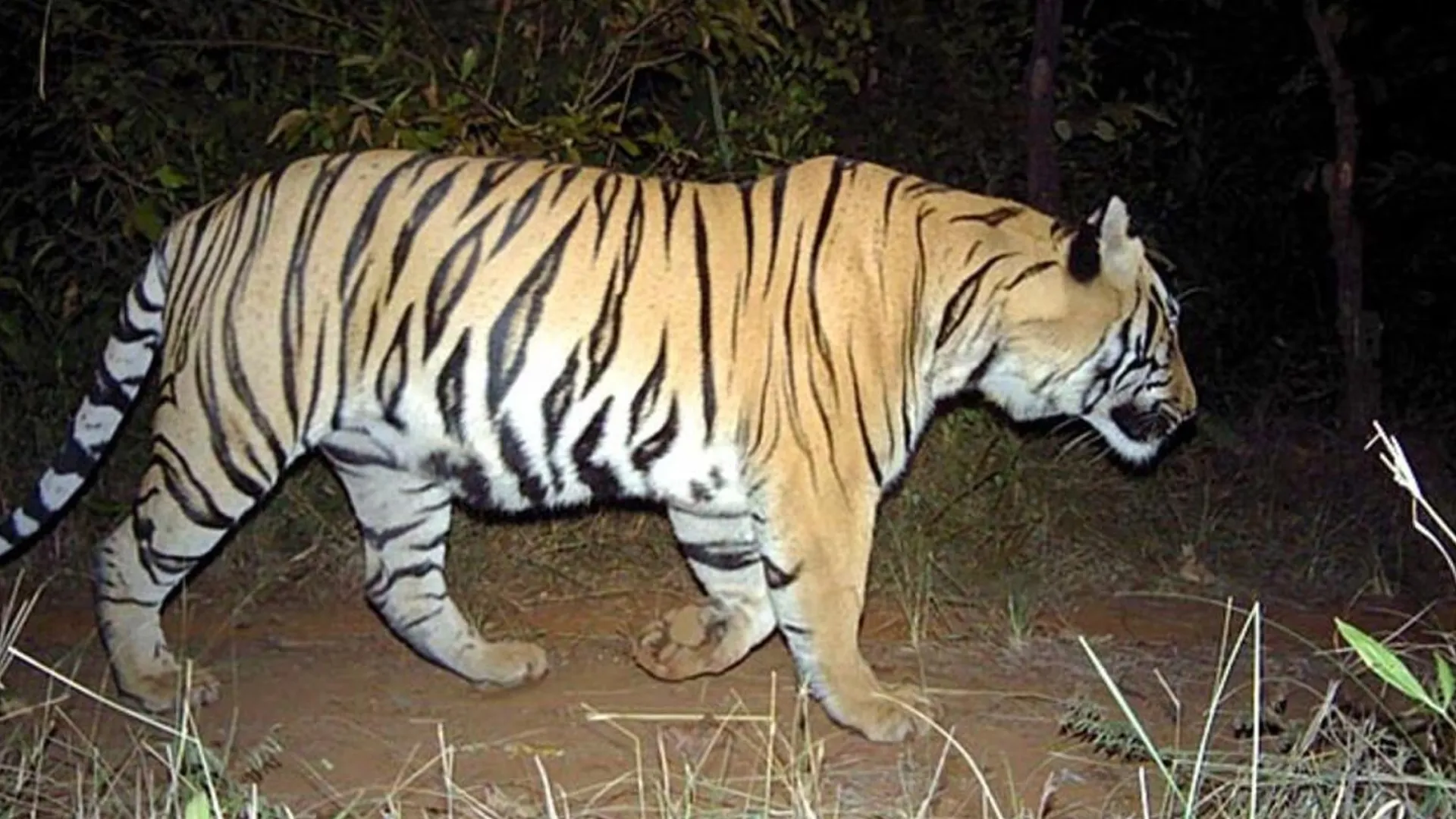 शाहजहांपुर: गन्ने में बकरी को खींच ले गया बाघ...वृद्धा की बची जान