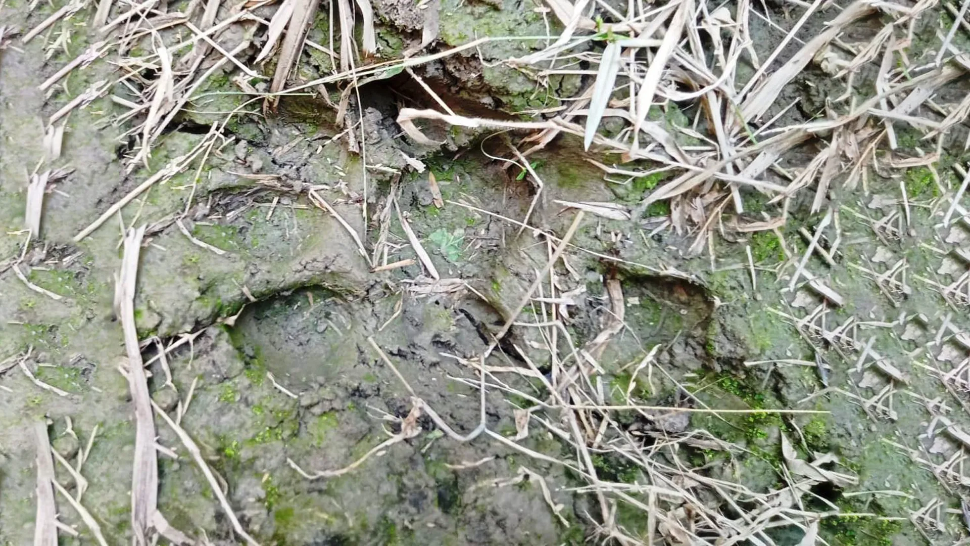 लखीमपुर खीरी : आबादी के निकट गन्ने में टहल रहा बाघ, किसानों में खौफ