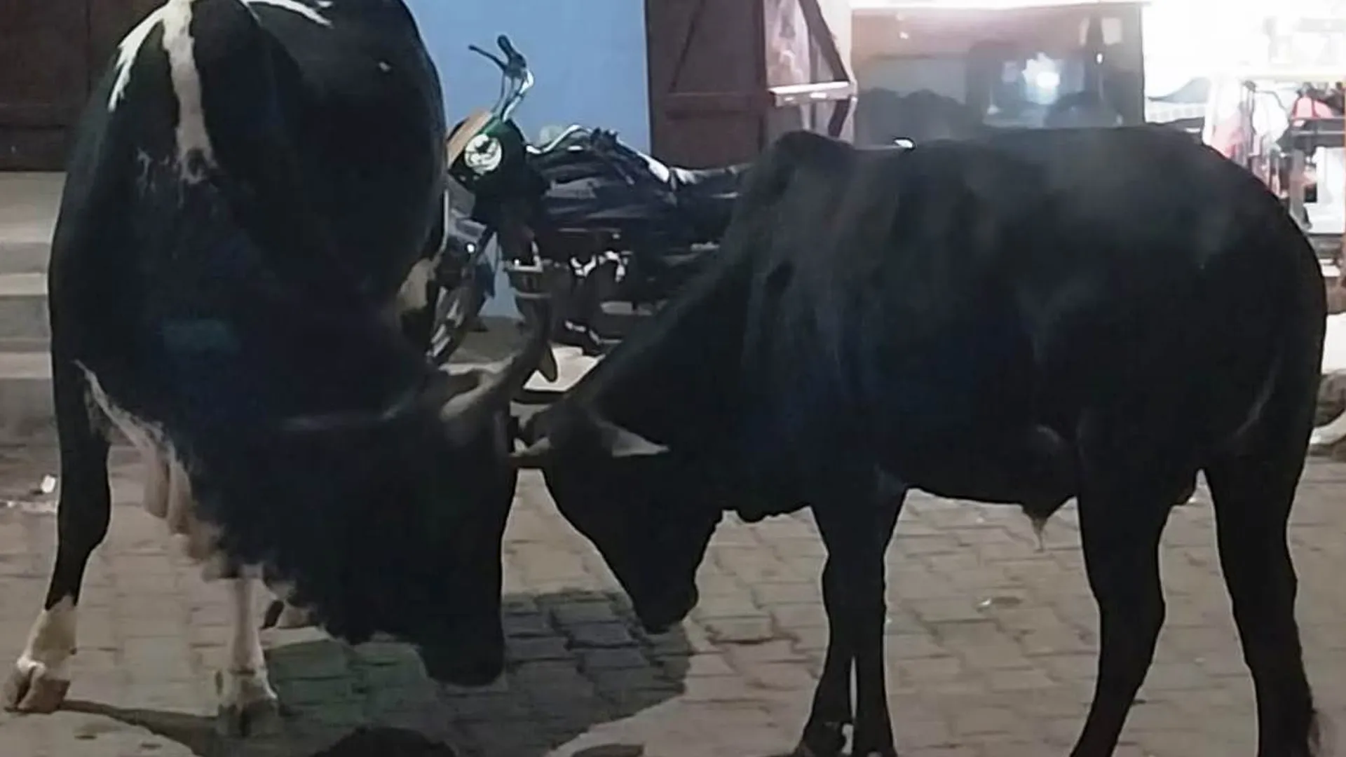 लखीमुर खीरी : दो सांड़ों की कुश्ती का मैदान, राहगीरों में दिखी दहशत