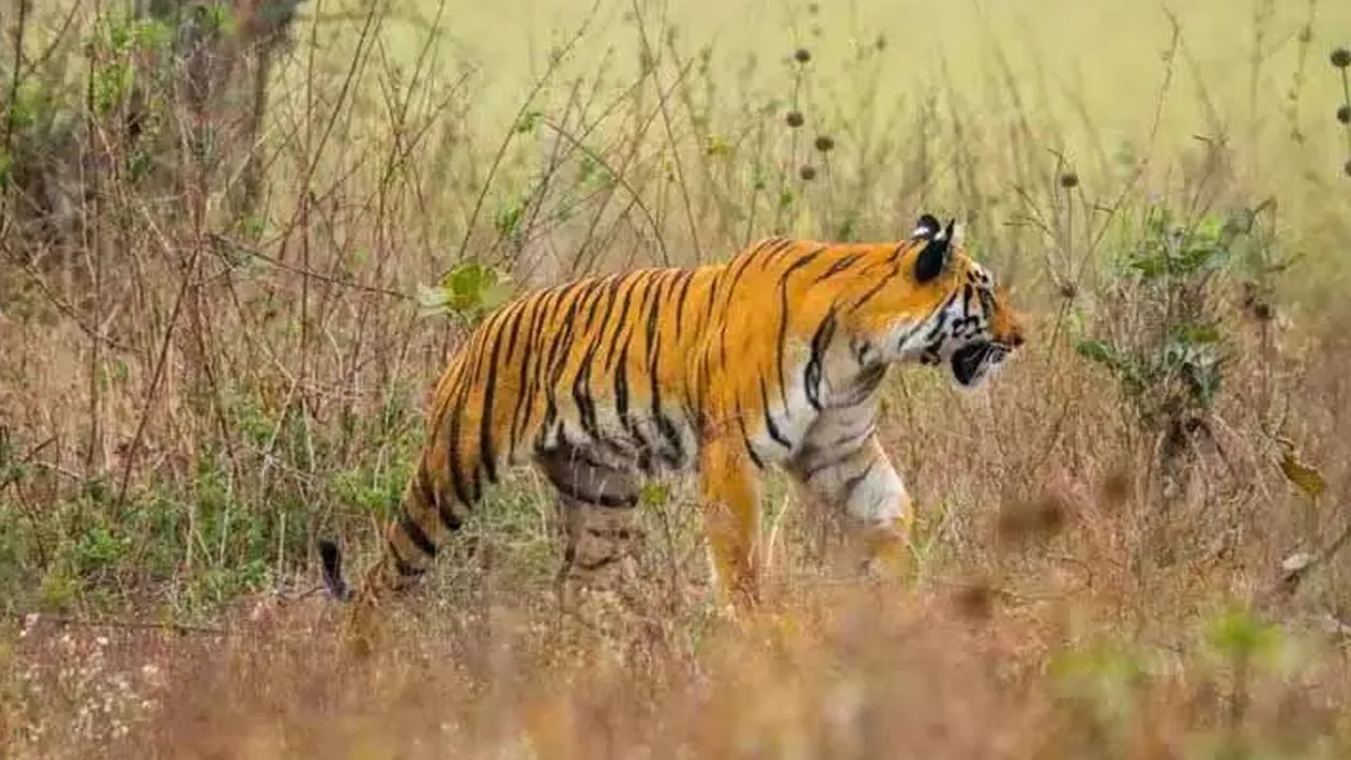 लखीमपुर खीरी: जंगल में घास काट रहा था युवक तभी बाघ ने मारा झपट्टा, जानिए फिर क्या हुआ...