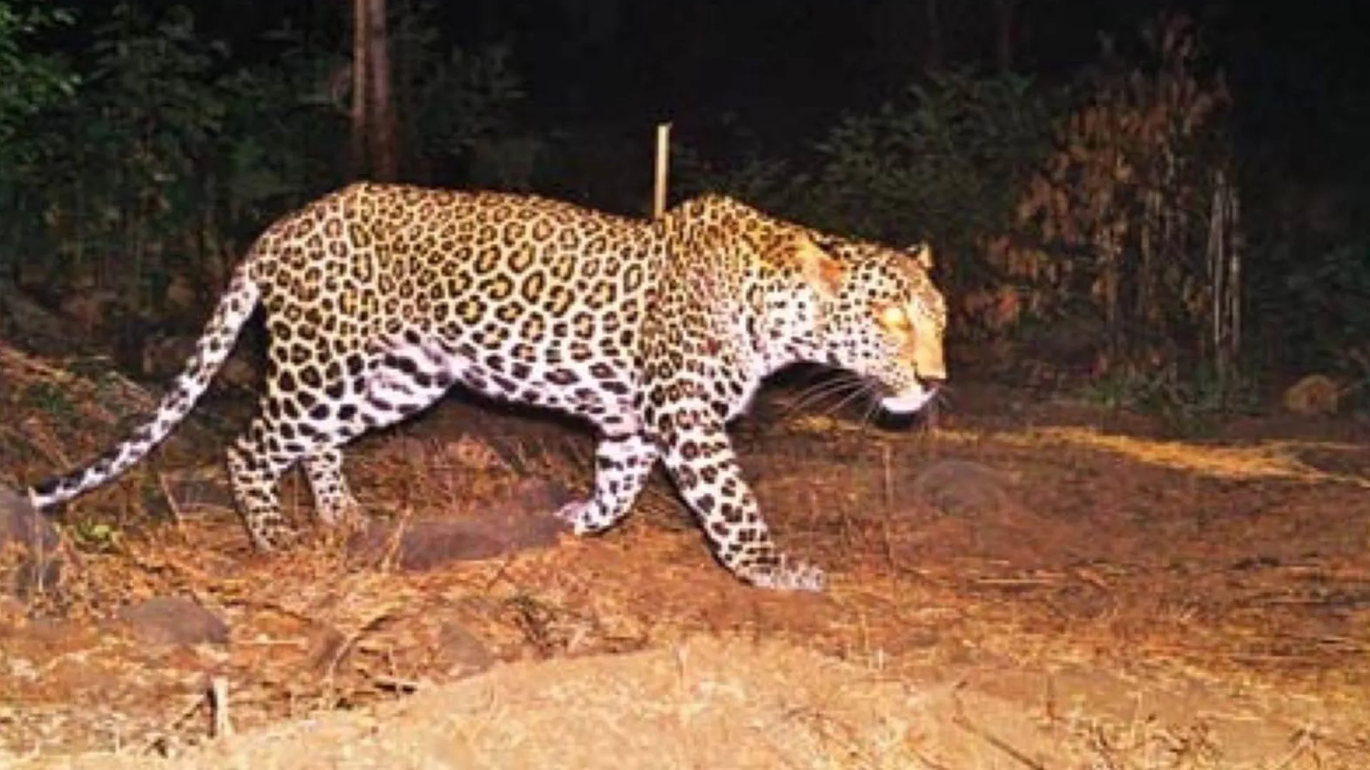 लखीमपुर खीरी: गुलरा-टांडा के पास फिर तेंदुआ दिखने से लोगों में दहशत