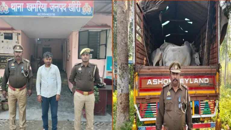 लखीमपुर से पश्चिम बंगाल जा रही डीसीएम से 22 गोवंश बरामद, एक गिरफ्तार...दो साथी फरार 