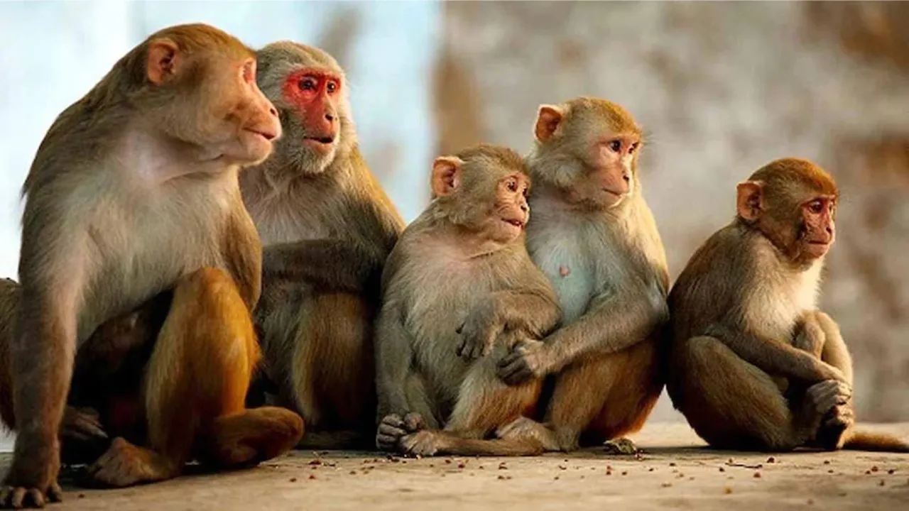 बहराइच: बाग में एक दर्जन बंदरों का शव मिलने से इलाके में हड़कंप, जानिए क्या बोले ग्रामीण
