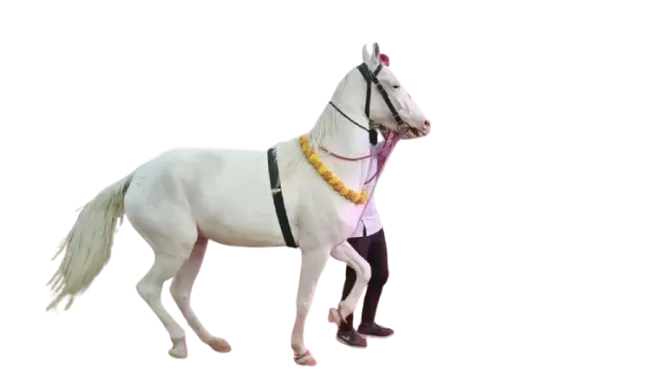 Dancing-Horse-removebg-preview (1)