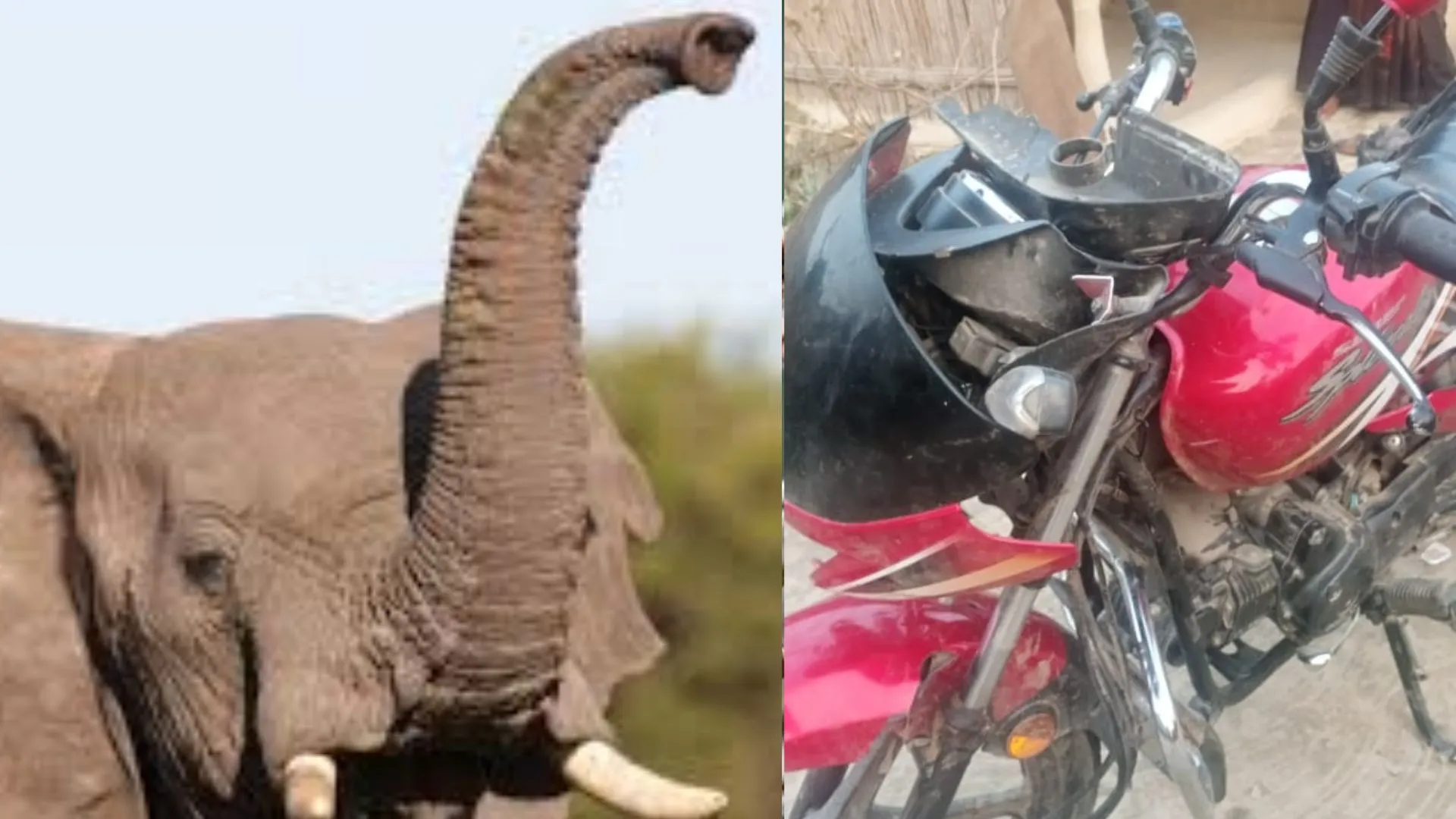 बहराइच: हाथी ने युवक को सूंड से उठाकर पटका, बाइक को किया क्षतिग्रस्त