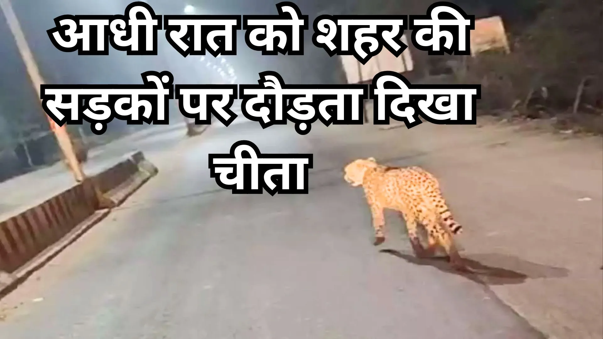 आधी रात को शहर की सड़कों पर दौड़ता दिखा चीता, गांवों में दहशत...वीडियो वायरल 