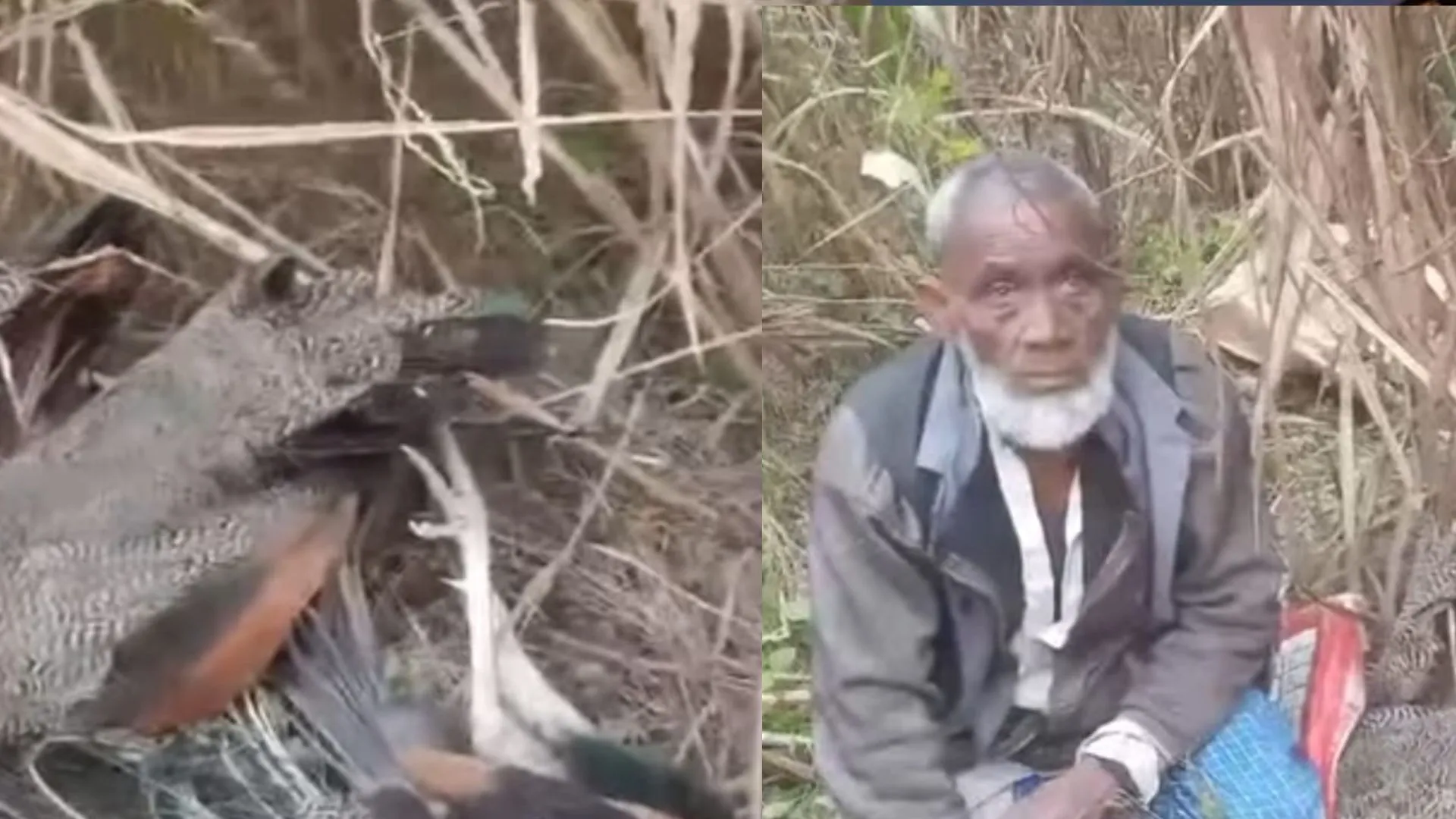 बहराइच: ग्रामीण ने मोर का किया शिकार, वीडियो वायरल...डीएफओ ने कही ये बात