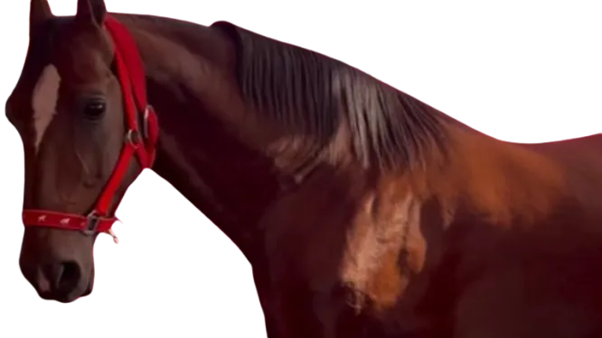 horse988998899-1-removebg-preview