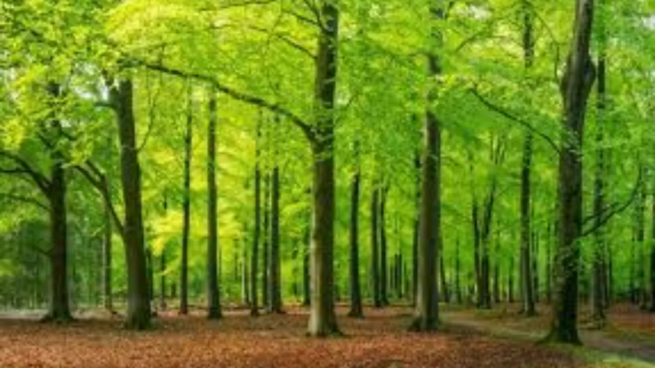 लखनऊः प्रदेश में बढ़ा 559 वर्ग किमी वन क्षेत्र, मुख्यमंत्री ने दी बधाई, कहा- तेजी से बन रहा ''हरित उत्तर प्रदेश''