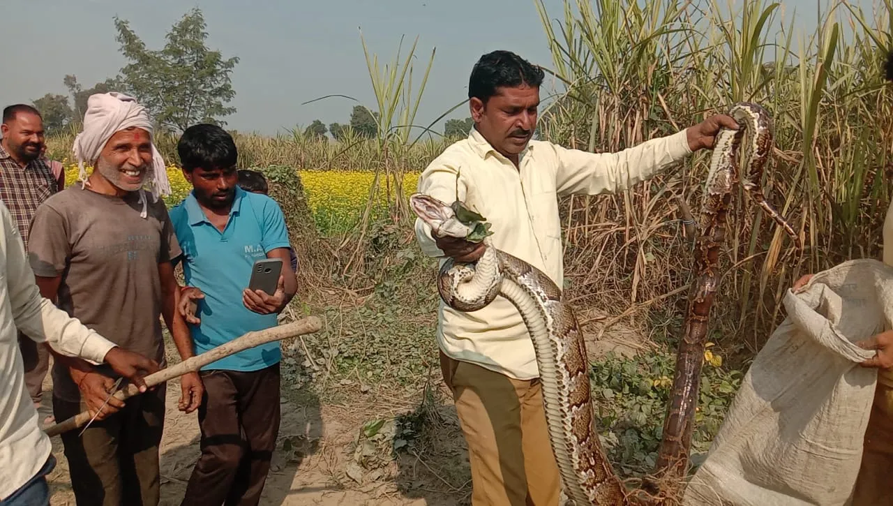 लखीमपुर खीरी: गन्ने के खेत में पहुंचा अजगर, वन विभाग की टीम ने पकड़कर झील में छोड़ा