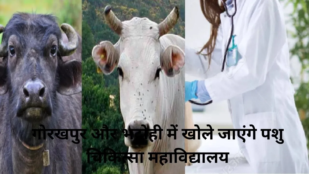 यूपी में बहेगी दूध की धारा: पशु संपदा की गुणवत्ता सुधारने के लिए गोरखपुर और भदोही में खोले जाएंगे पशु चिकित्सा महाविद्यालय