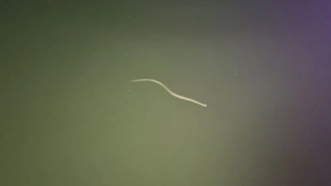 कासगंज: हरपदीय गंगा के जल में अठखेलियां खेलता नजर आया नाग, देख श्रद्धालुओं में हड़कंप, लोगों में रही इस बात की चर्चा