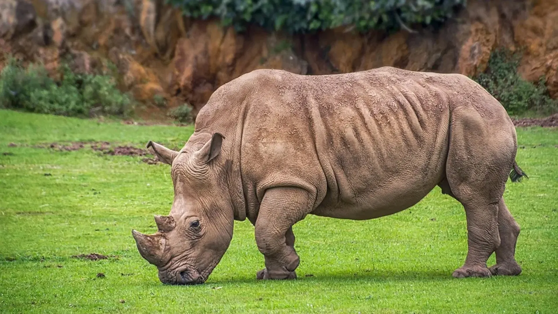 लखीमपुर खीरी: दुधवा की बाड़ से तीन गैंडे छोड़ने के बाद रोका गया अभियान