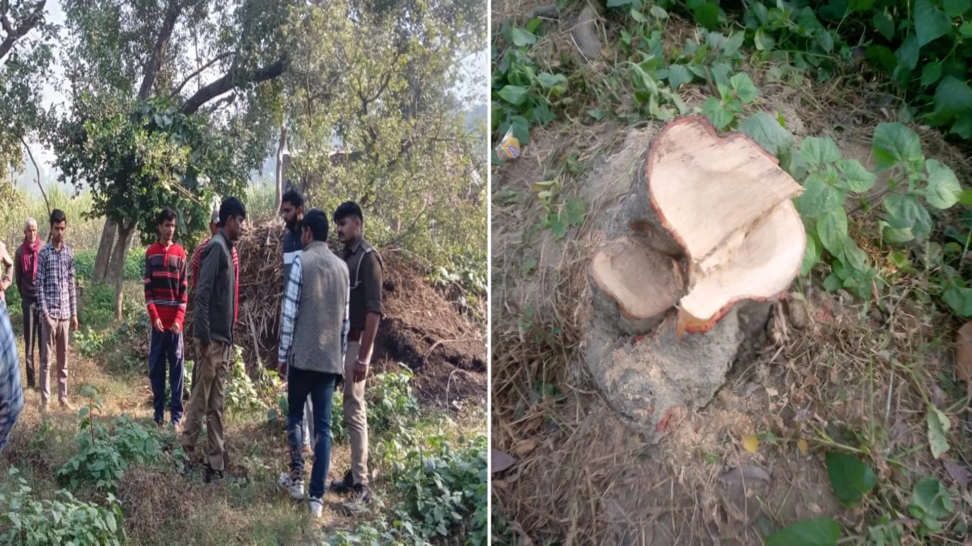 लखीमपुर खीरी: कोहरा गहराते ही सक्रिय हो गया चंदन तस्कर गिरोह, ओयल में दो पेड़ काटे