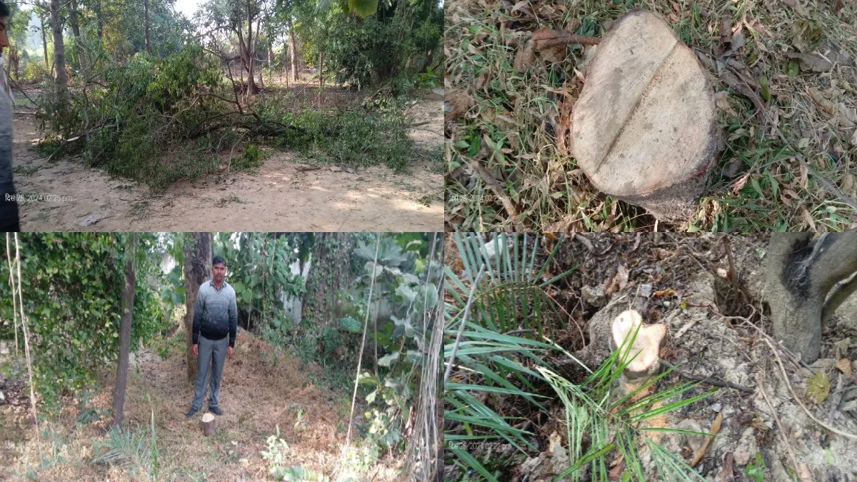 लखीमपुर खीरी: चंदन के पेड़ काट ले गया तस्कर गिरोह, लाखों में कीमत