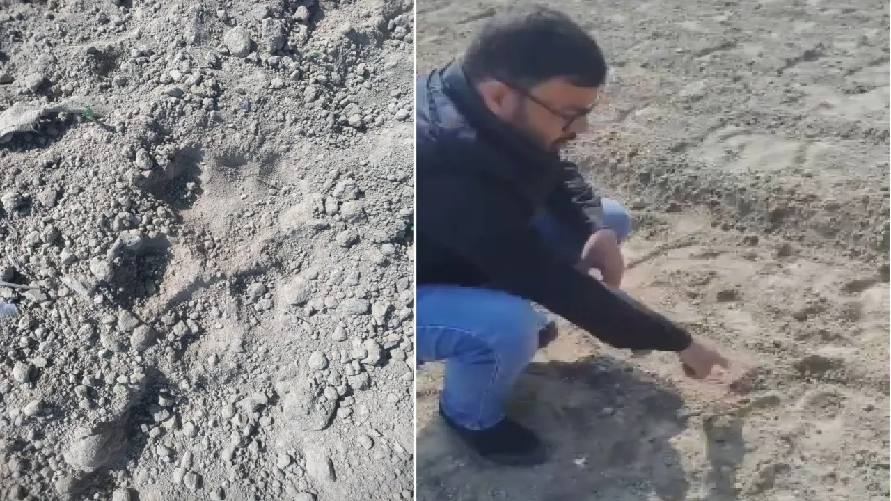 जांच करते वन विभाग