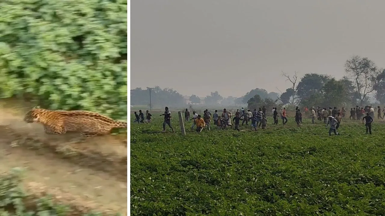 फर्रुखाबाद में तेंदुए के हमले से वन विभाग के तीन कर्मचारियों सहित एक दर्जन से अधिक घायल: दो स्कूली छात्र भी लहूलुहान