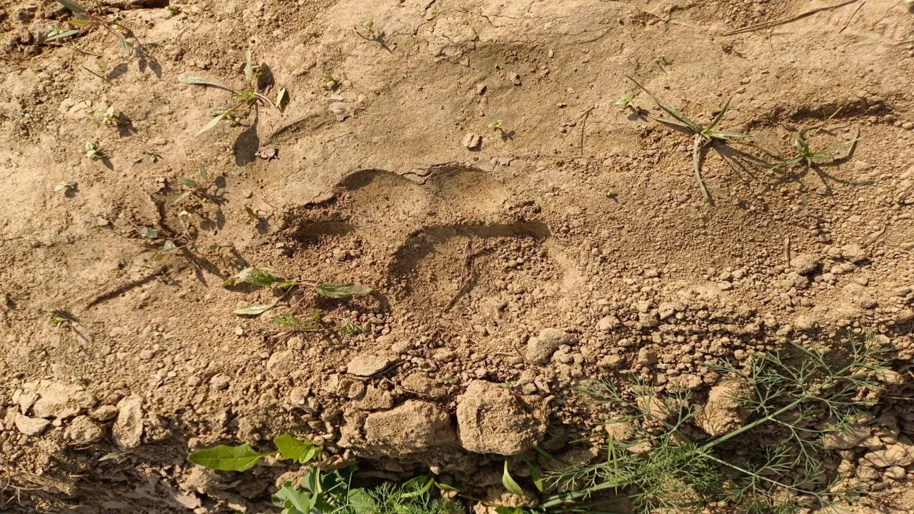 बाघ के पग चिन्ह