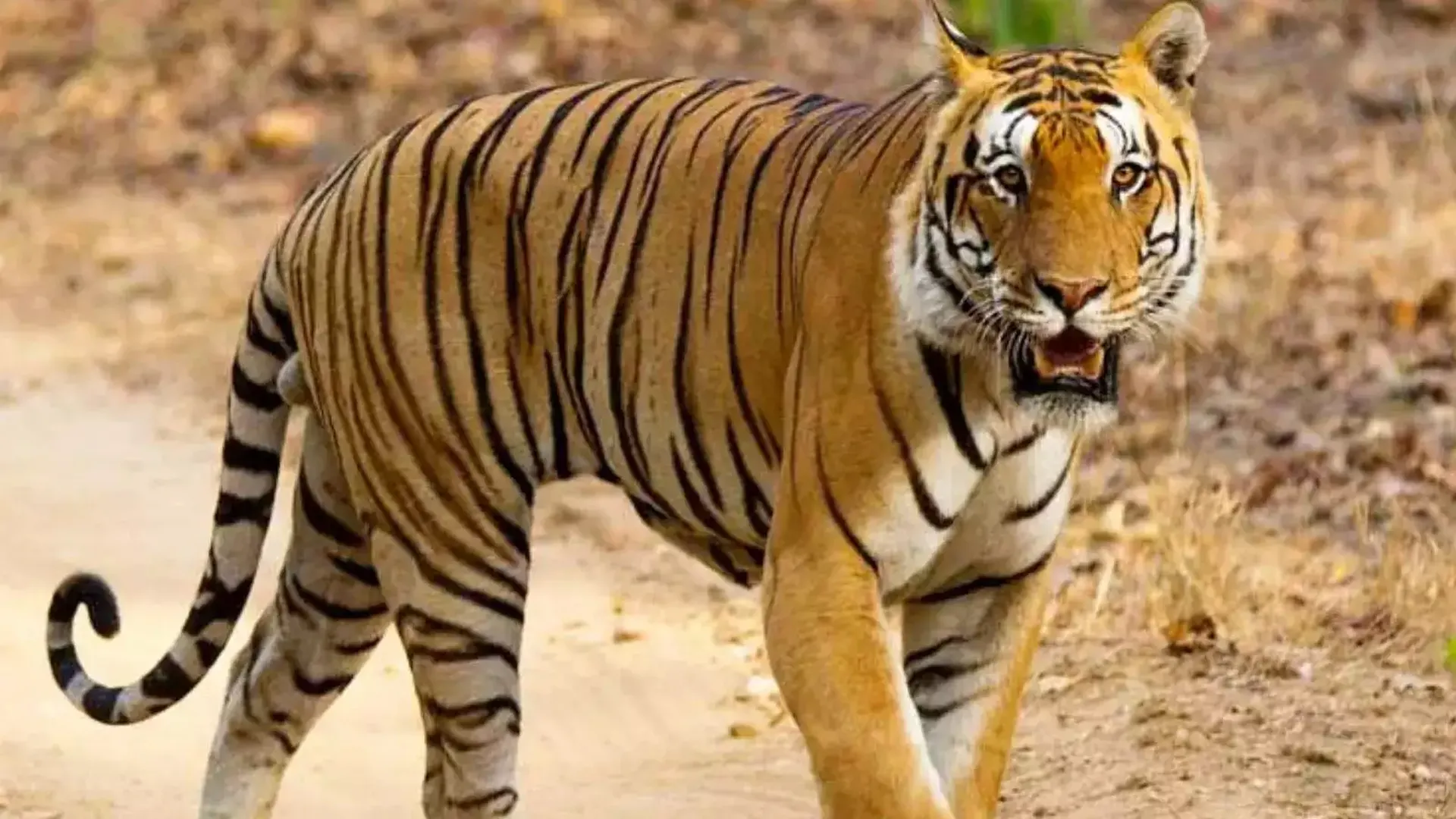 लखीमपुर से Kanpur Zoo आए बाघ की मौत: तीन लोगों की ले चुका था जान, पूरे शरीर में चोट के निशान मिले