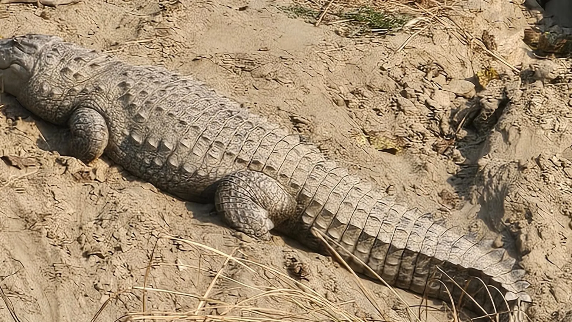 रामपुर: पीलाखार नदी के किनारे मगरमच्छ देख ग्रामीणों में खौफ