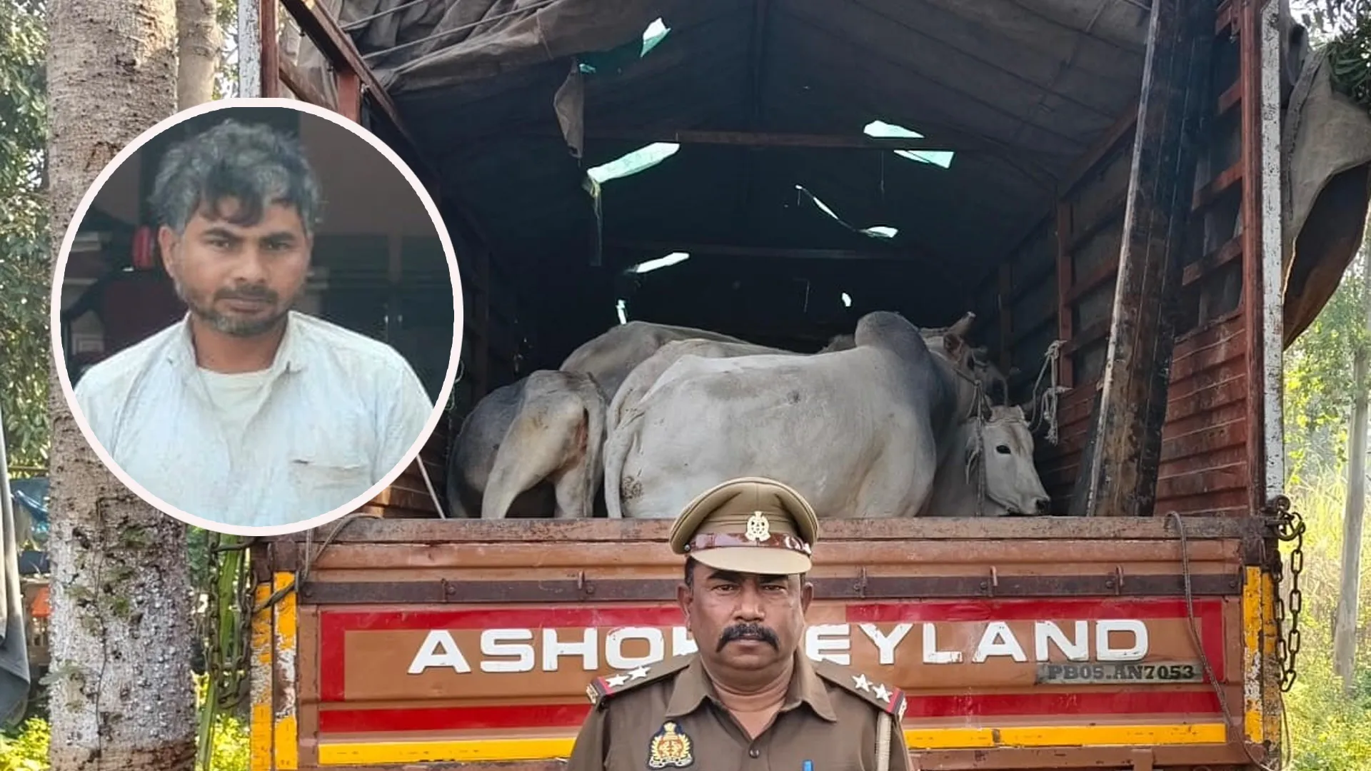 लखीमपुर खीरी से पश्चिम बंगाल के रास्ते बांग्लादेश तक फैला गोवंश तस्करी का नेटवर्क