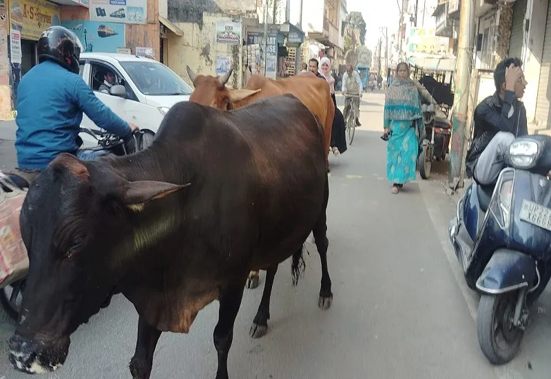  रामपुर : सड़कों पर घूम रहे छुट्टा पशु, राहगीरों के लिए खतरा...अधिकारी बेखबर