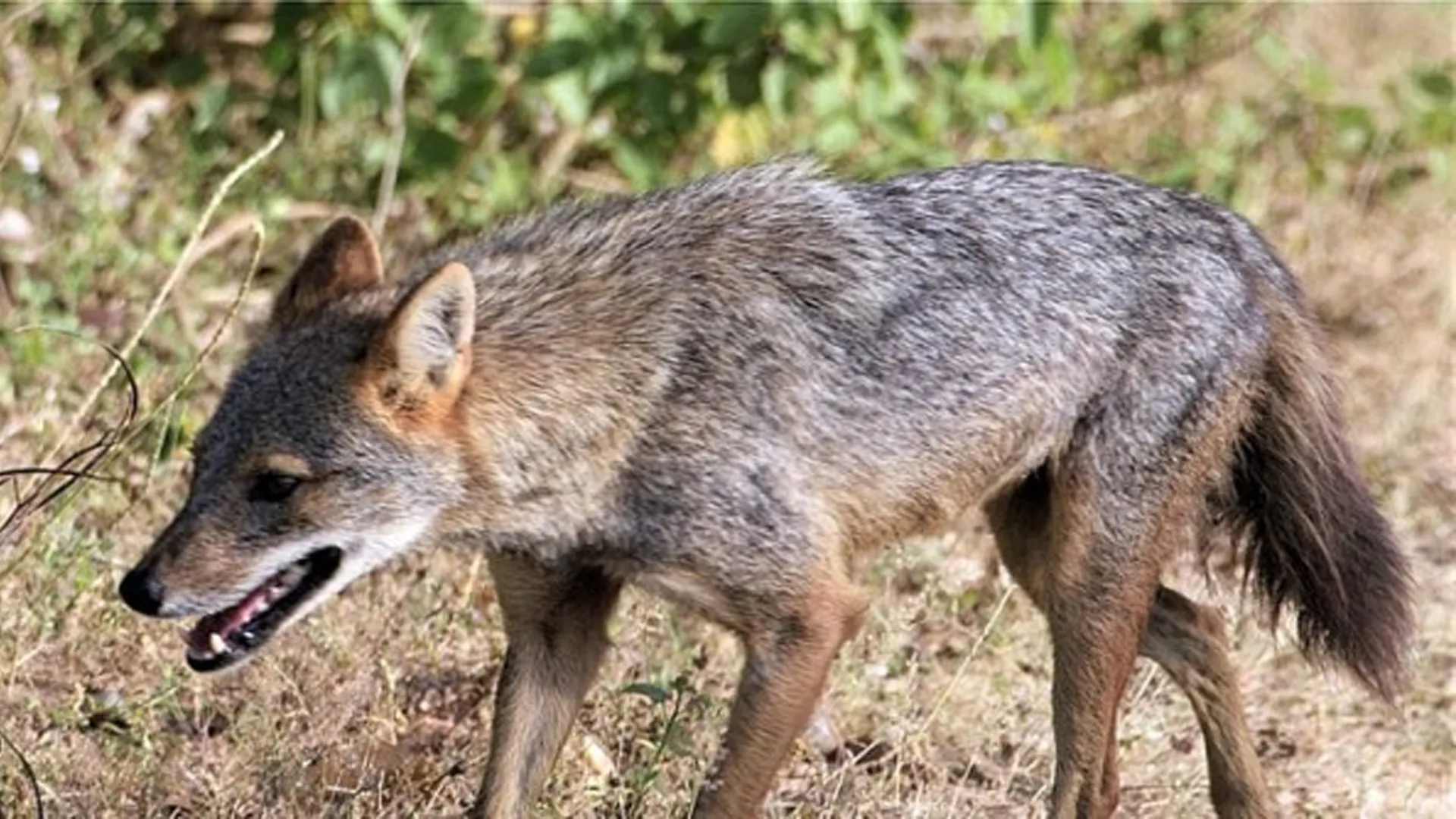 पीलीभीत: सियार की जान लेना पड़ा भारी, वन अधिनियम में ग्रामीणों पर रिपोर्ट दर्ज