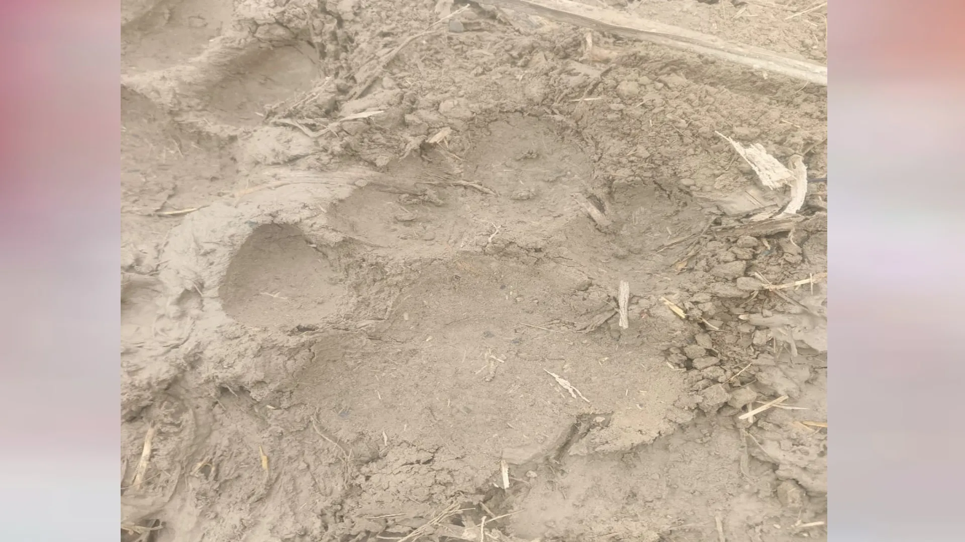 लखीमपुर खीरी: खेतों में मिले बाघ के पग चिन्ह, ग्रामीणों में दहशत 