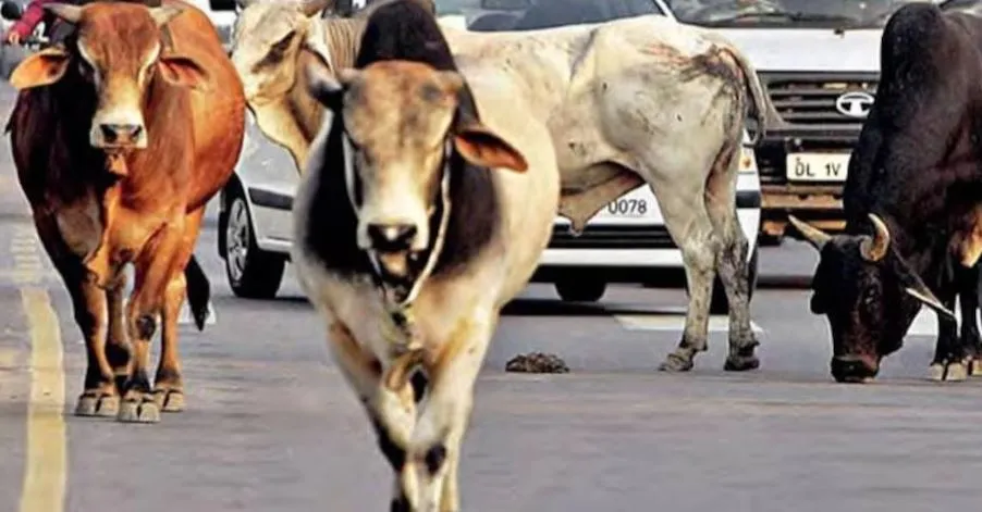 Bareilly: सिर्फ कागज में अभियान! मुश्किल में लोगों की जान...270 दिन में पकड़े 288 पशु