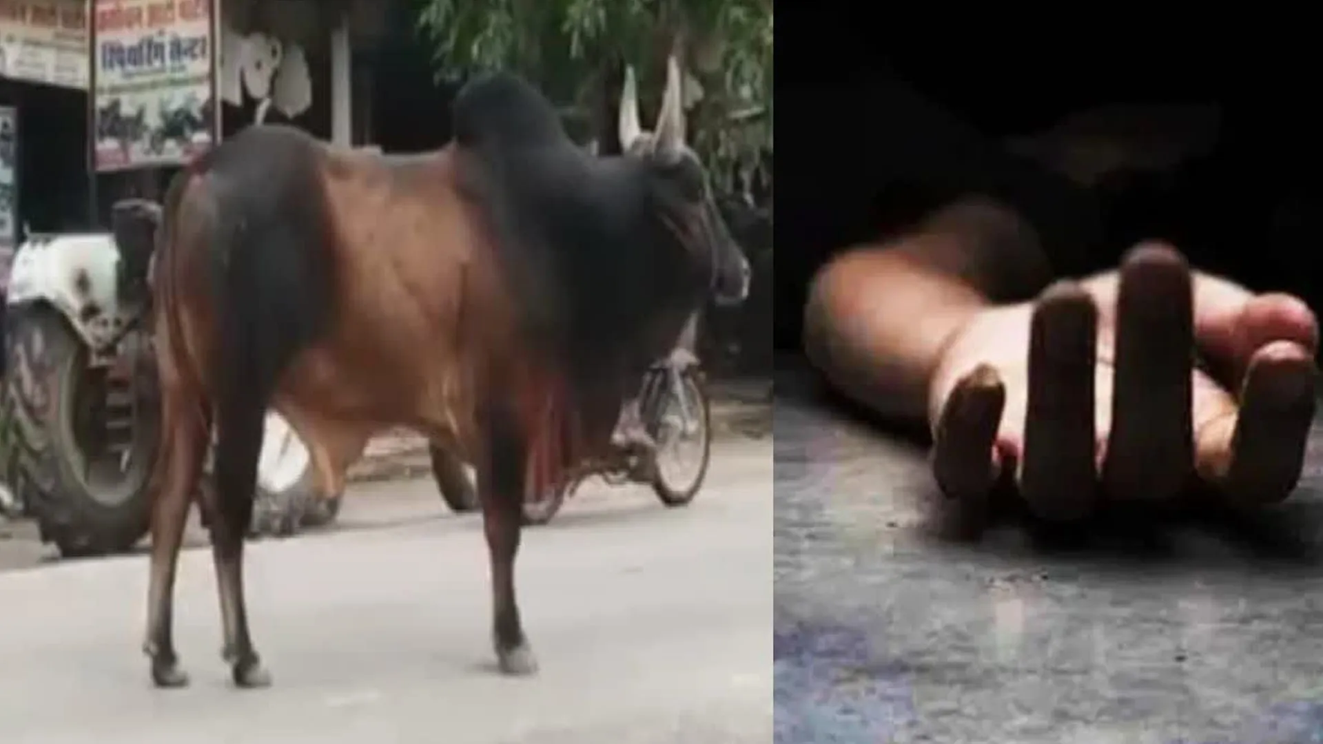 पीलीभीत: पहले सांड ने पटका फिर पशुओं के झुंड रौंदा, ग्रामीण की मौत