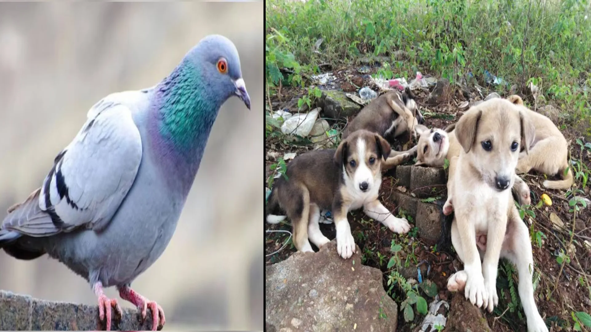 बरेली: बेजुबान से बदला ! कुतिया ने मारा कबूतर तो इस शख्स ने उसके तीन पिल्लों की जान ले ली