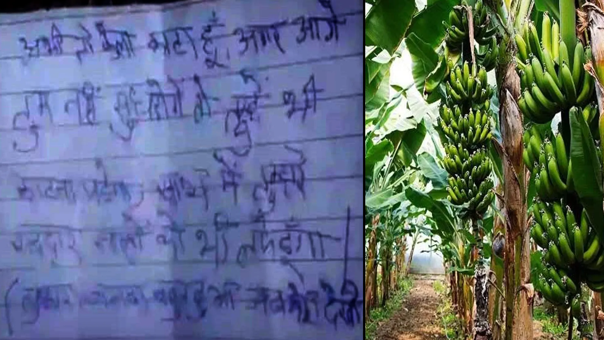 लखीमपुर खीरी: अभी तो केला काटा है, कल तुम्हे भी काट दूंगा...खेत से मिला धमकी भरा खत